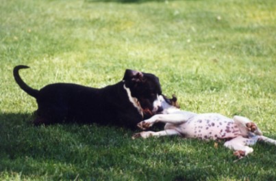 Chou et Gamine